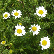 Wildflower Corn Chamomile